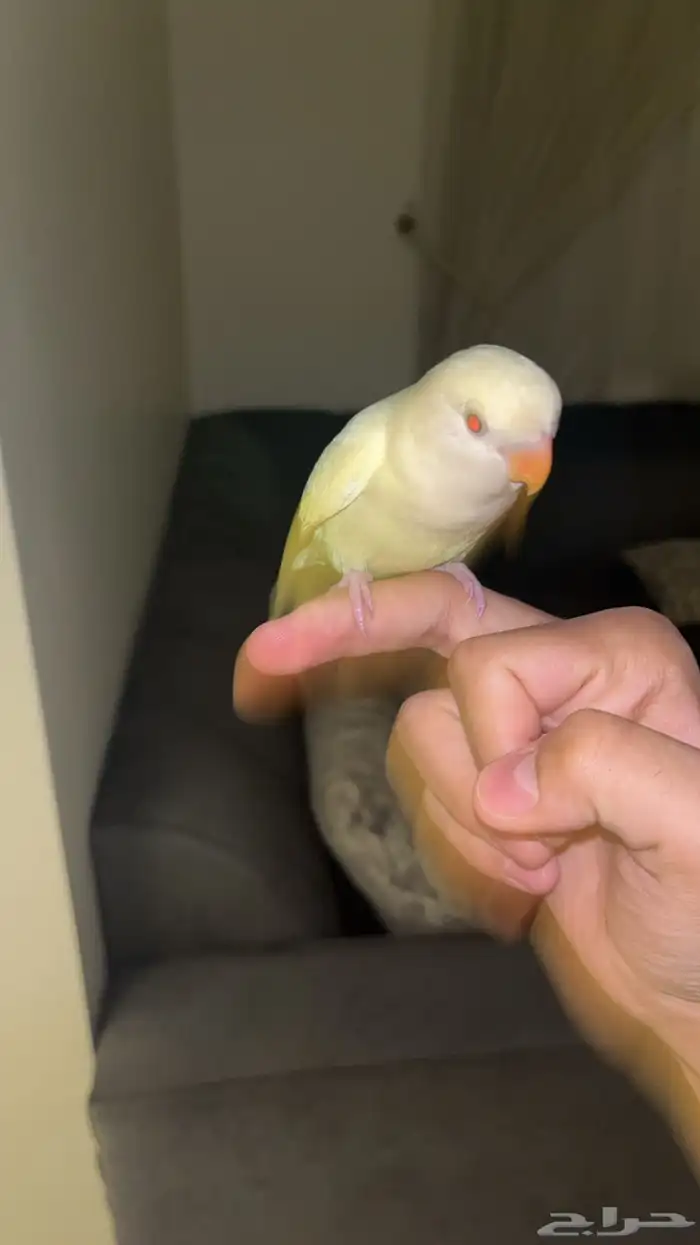 روز اليف عيونه حمراء 1