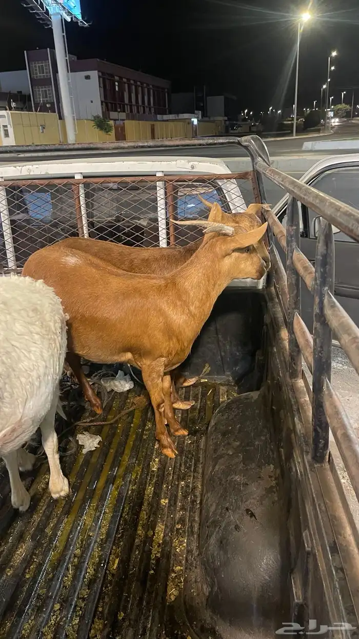 عناقين جذعه وثنين دفع في شهرين 0