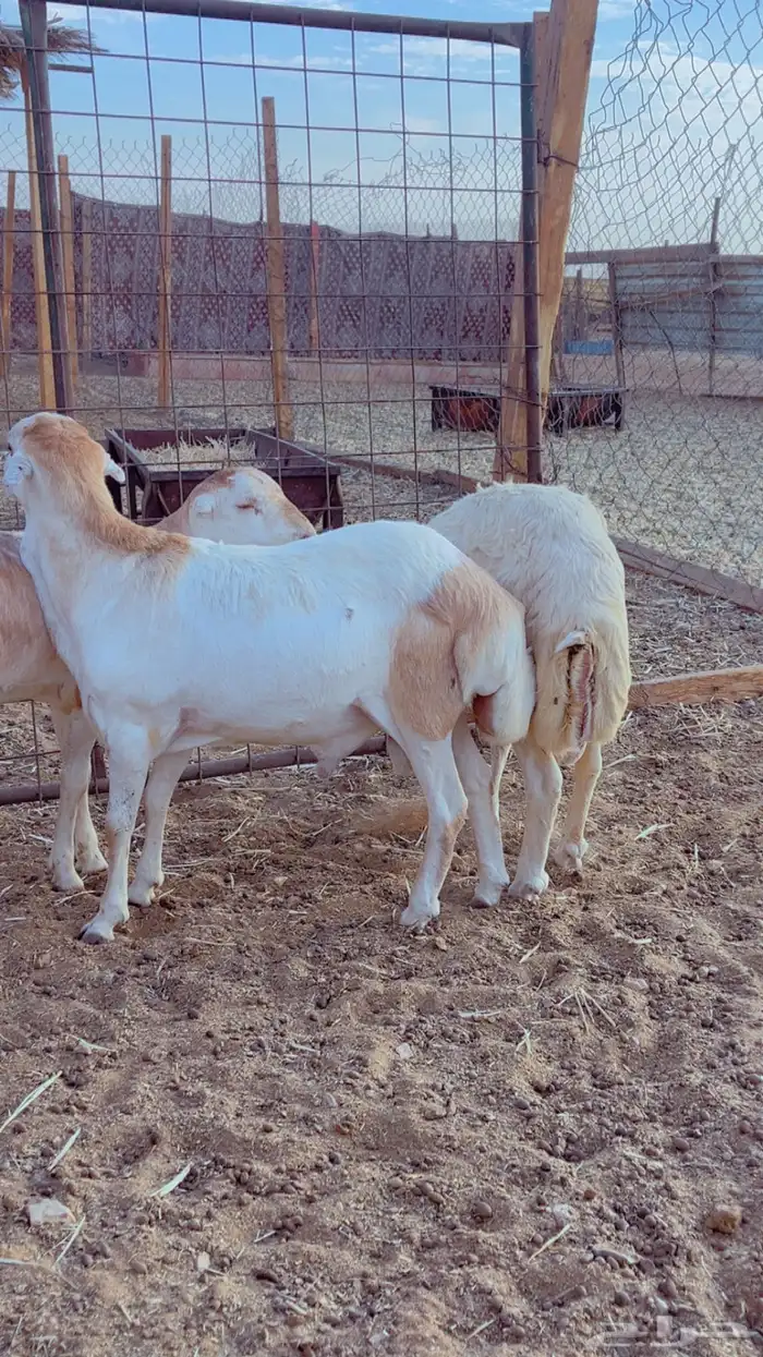 طليان سواكن - نعيم - رفيد - برابر 7