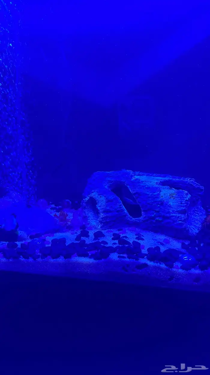 حوض سمك 4