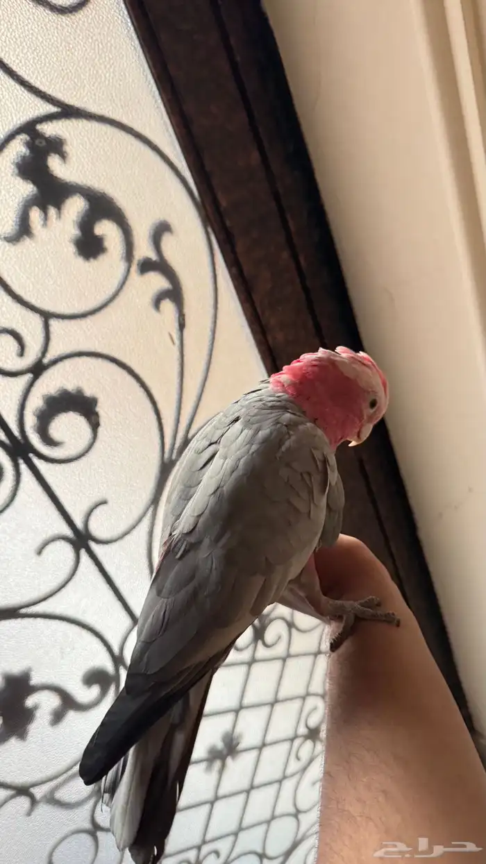 كوكاتو قالا 1