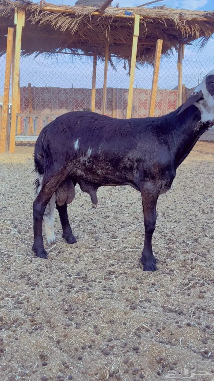 طليان سواكن - نعيم - رفيد - برابر 1