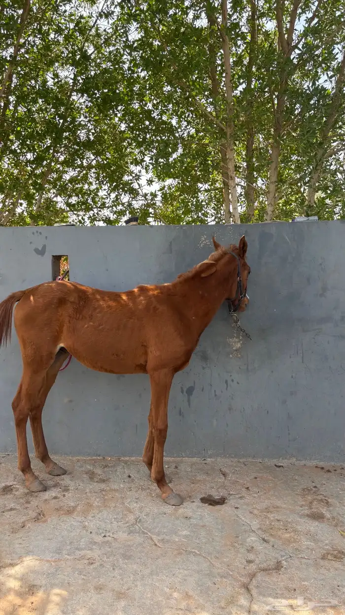 مهره شعبية 6