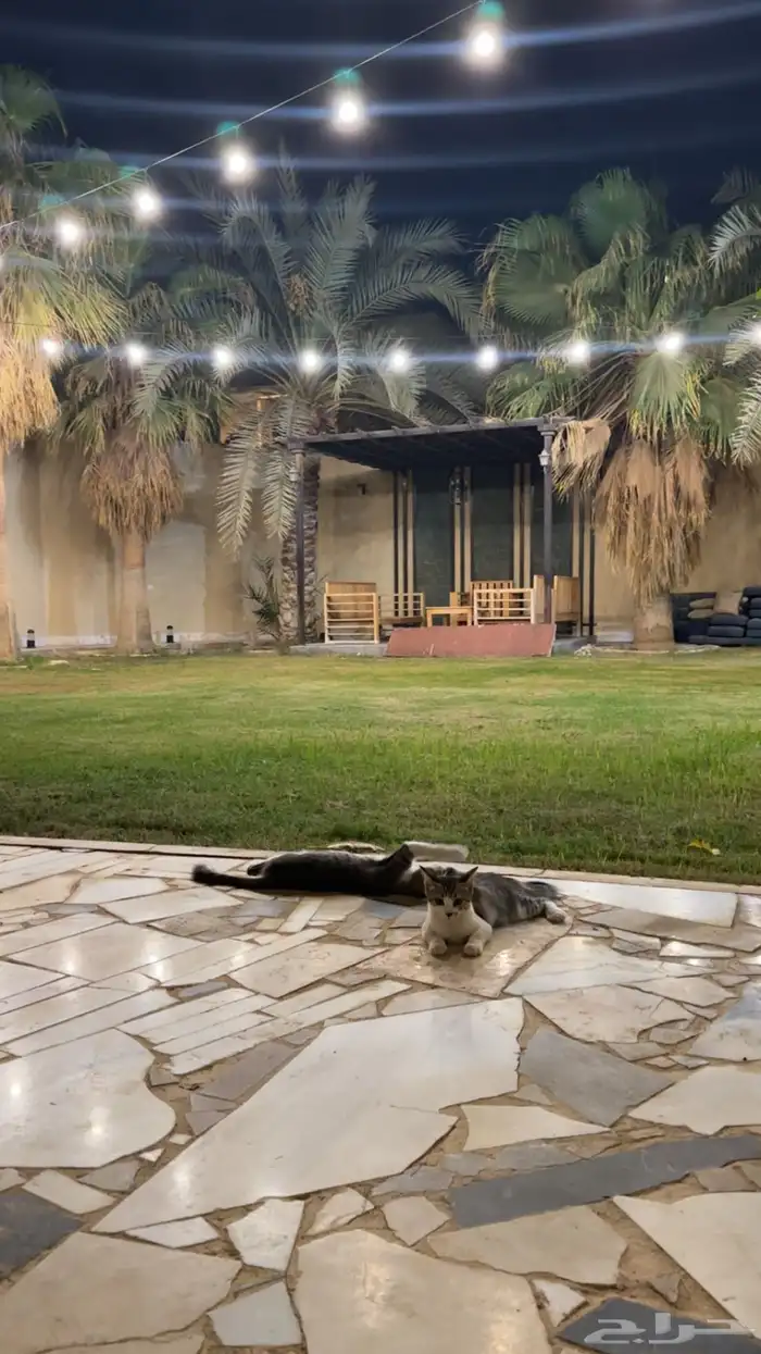 قطط للتبني 0