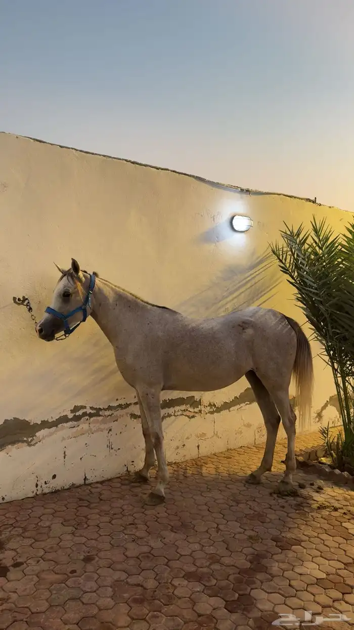 فرس واهو لقاح 4