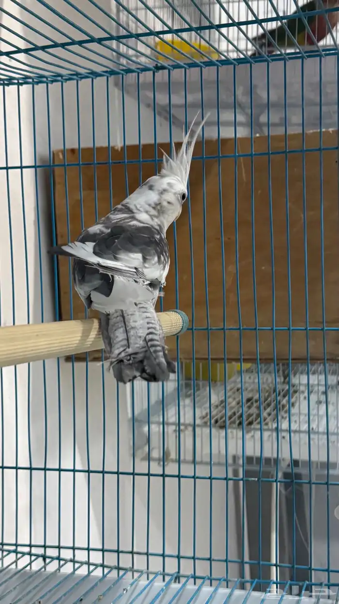 ذكر كروان هولندي جاهزز 4