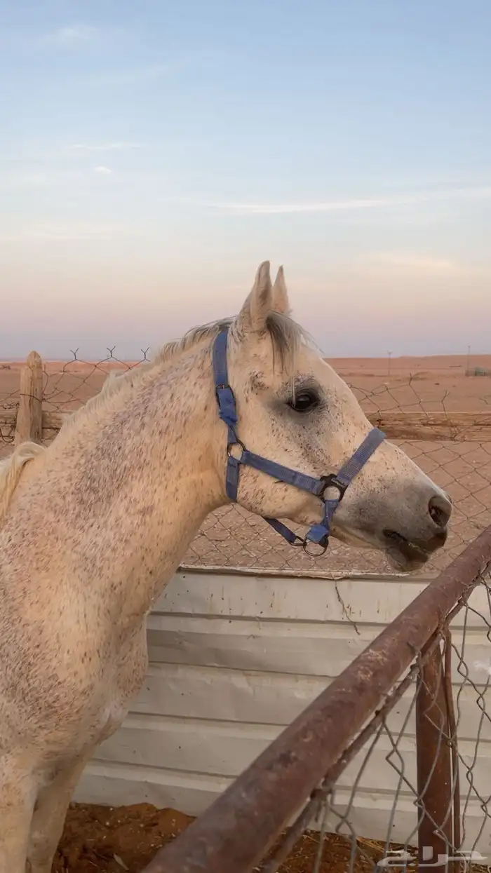 للبيع إحصان 0