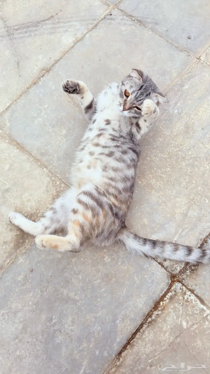 قطه سكوتش للتبني 4