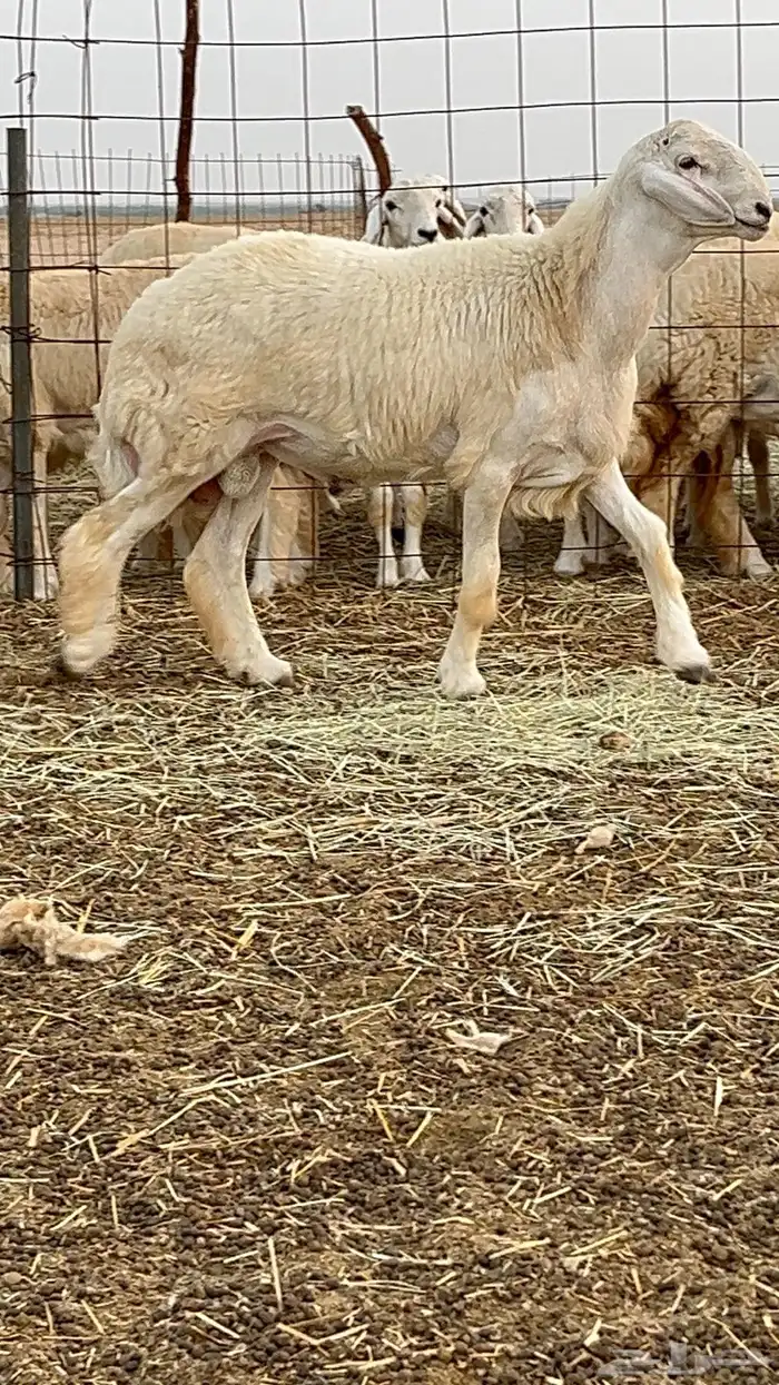 مشروع فحل أنتاج مراح فهاد براك الدعدي 1