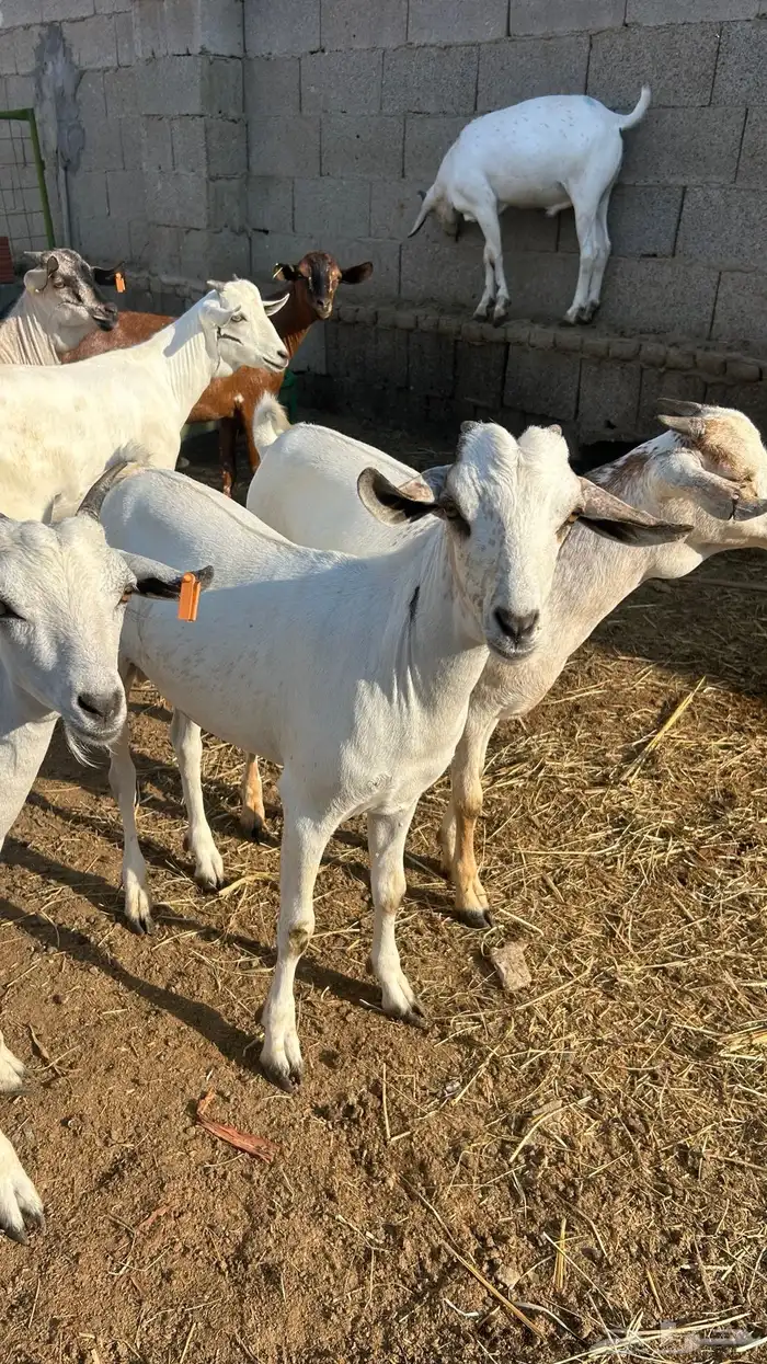 تيوس على 700 ريال 1