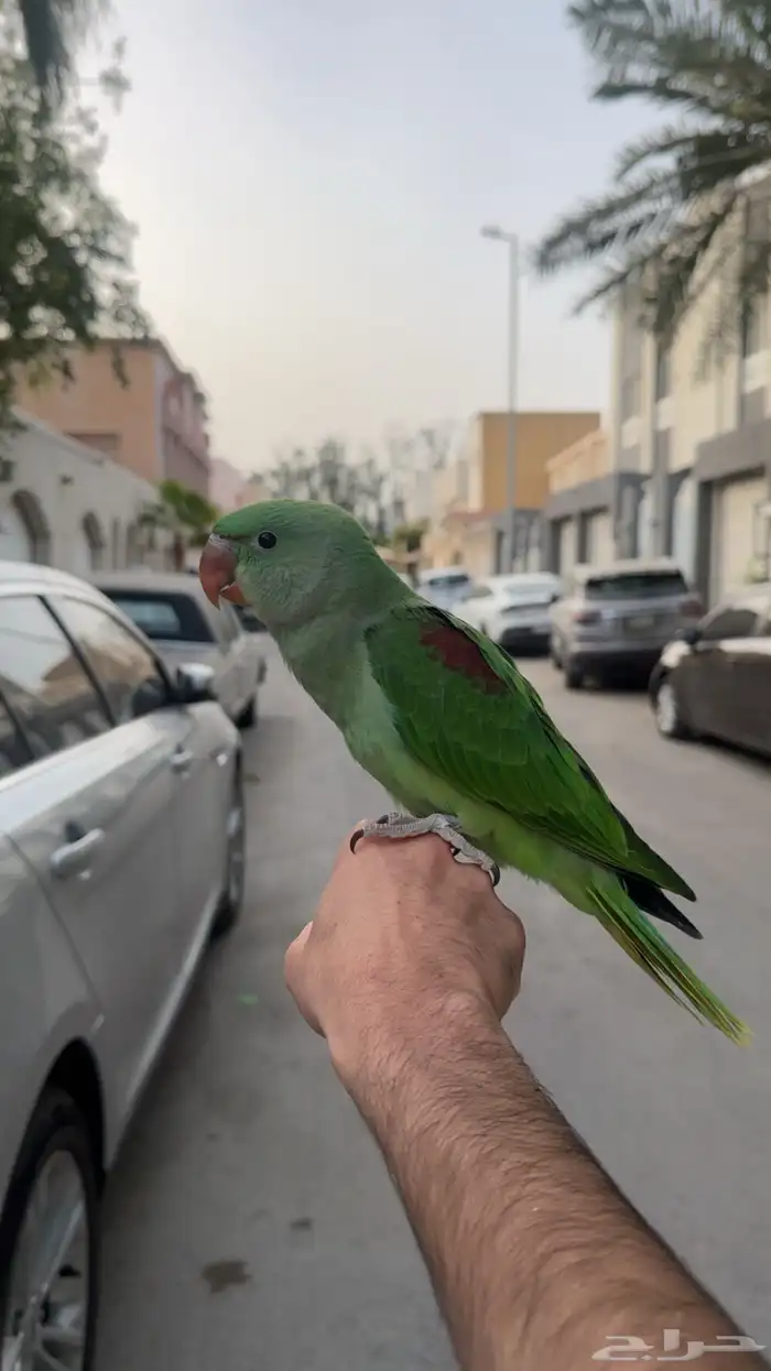 دره نيبالي 6