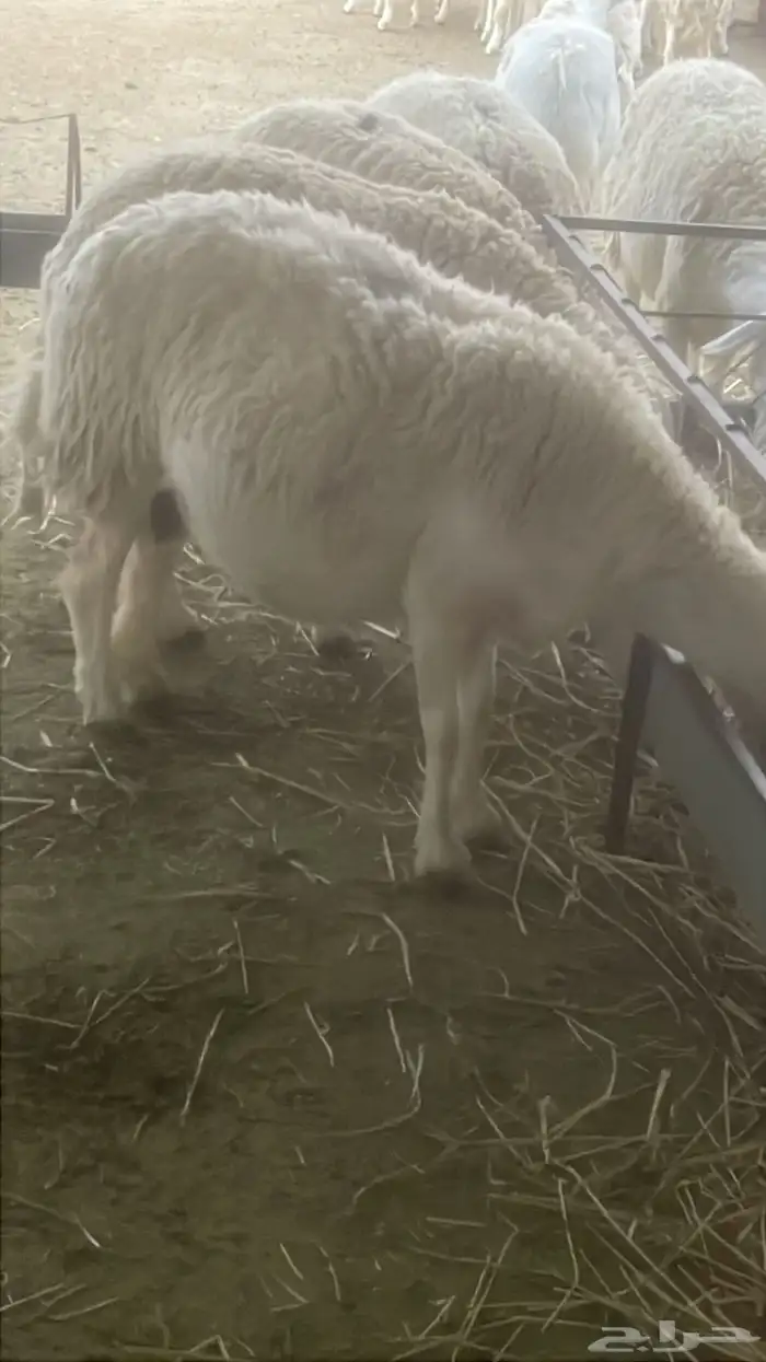 غنم حري صنف 7