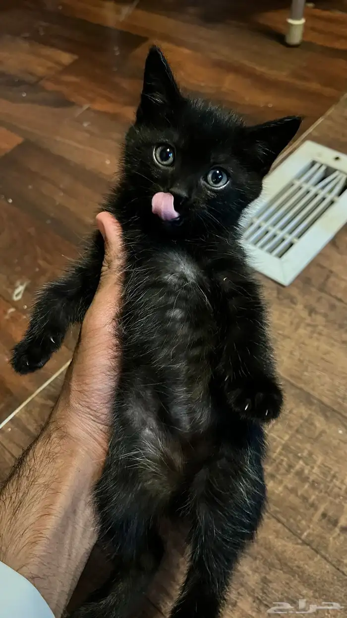 حيوان اليف 0