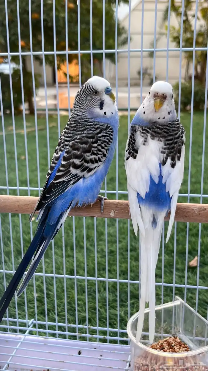 زوج بادجي منتج والان على وشك الانتاج 2