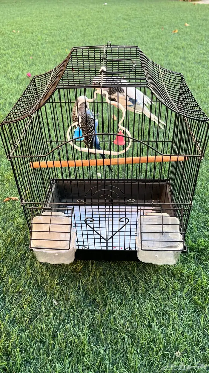 زوج بادجي منتج والان على وشك الانتاج 5