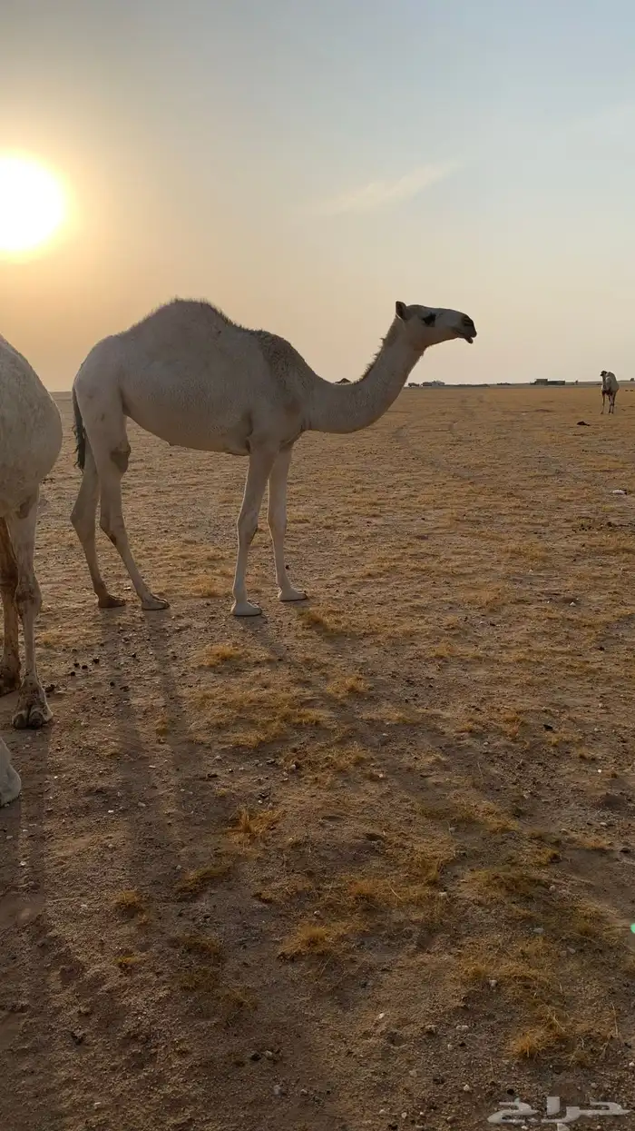 حفرالباطن القيصومه 0