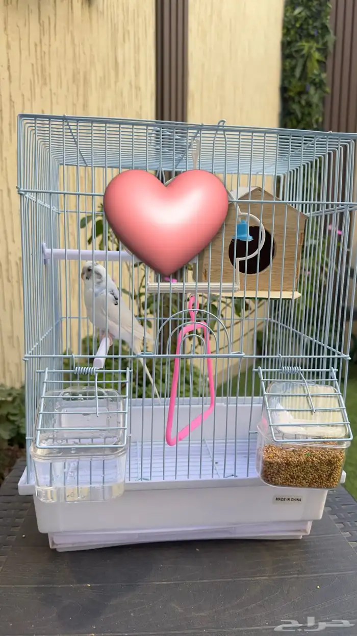 ذكر طيور حب بادجي 0