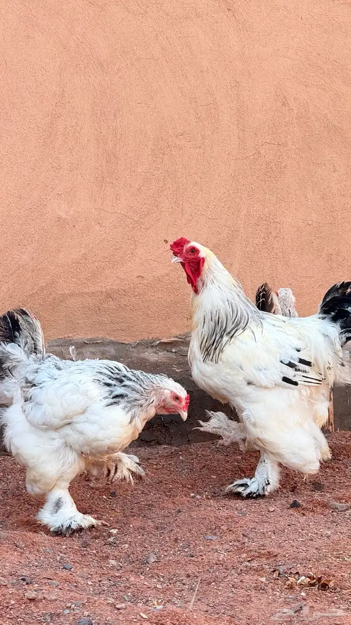 دجاج براهما كولنبي 1