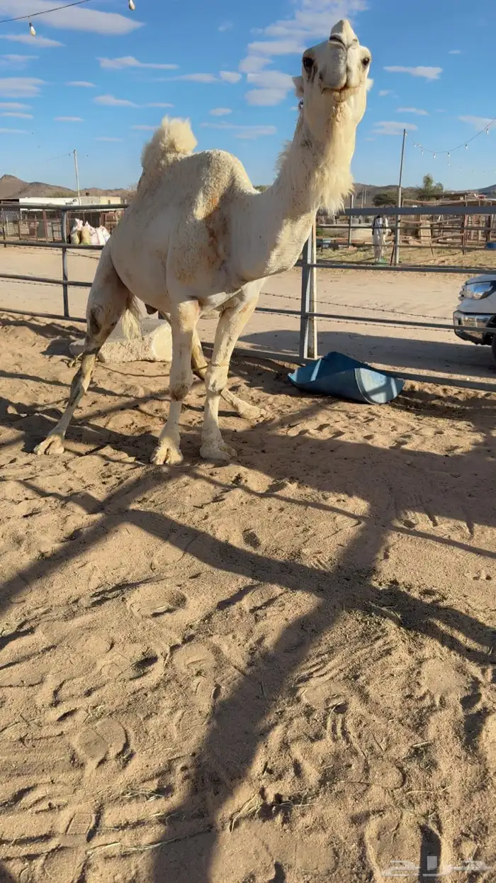 للبيع بعير اوضح 1