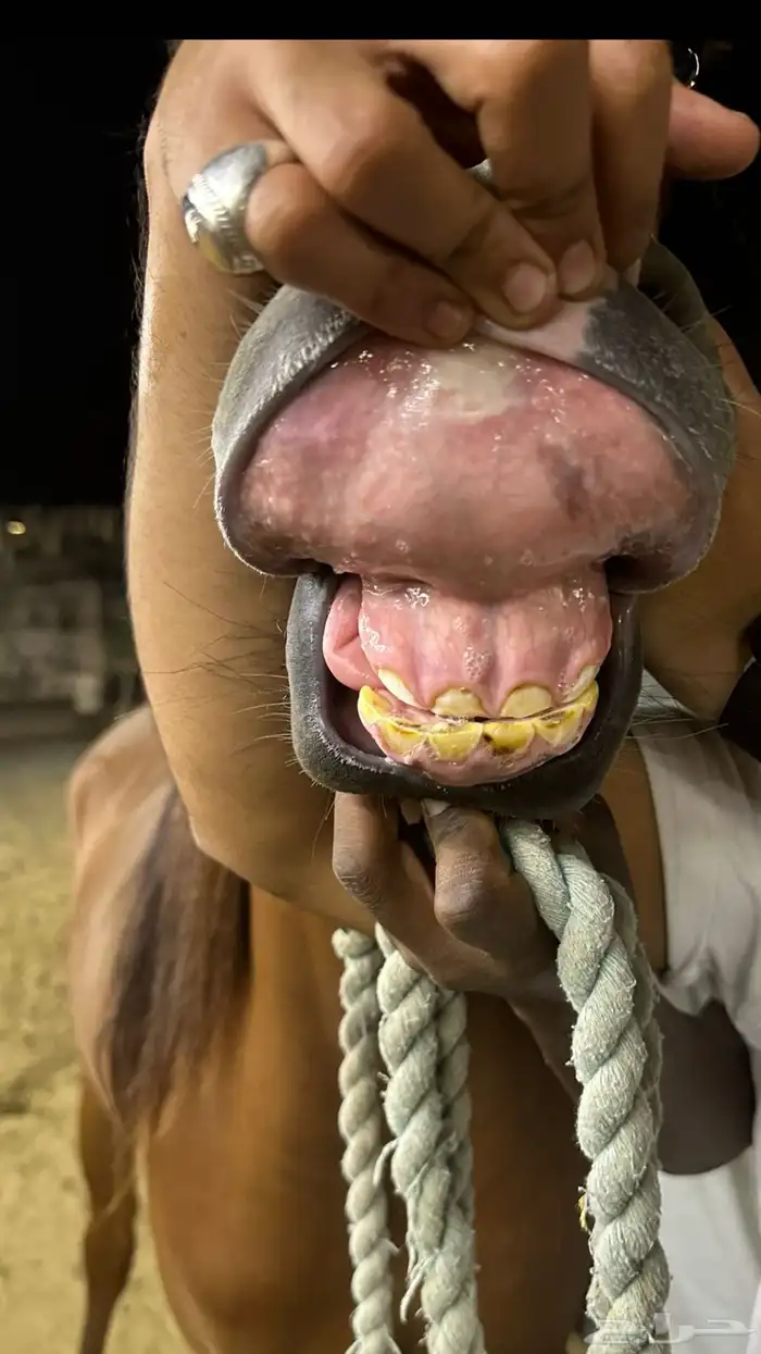 مهره واهو حفيدة ابها قطر 4