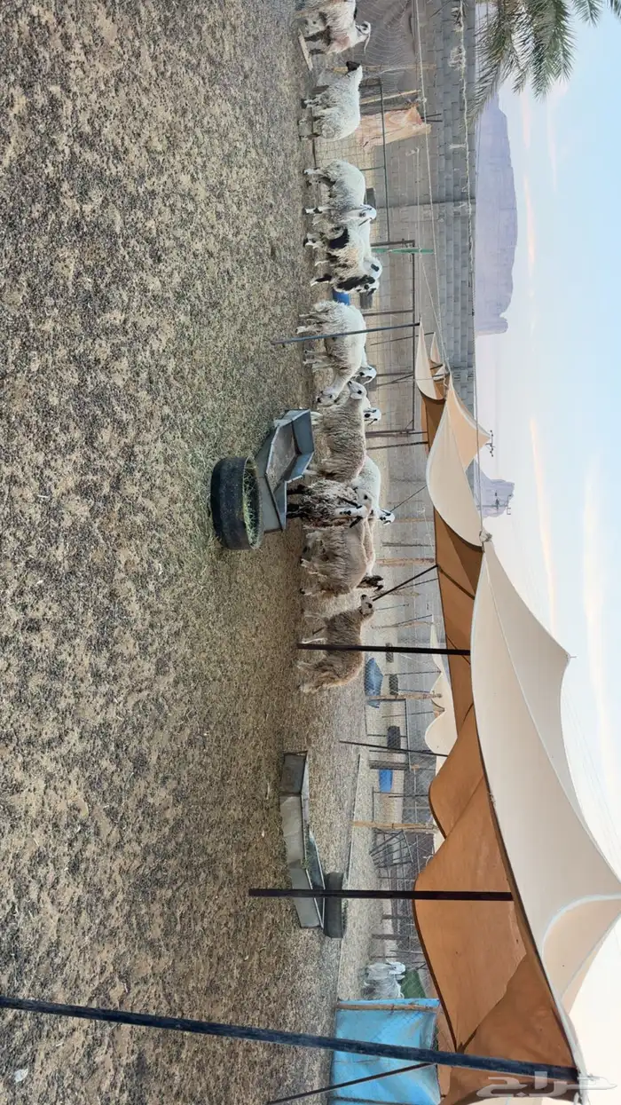 رخال دفيع فحص سونار 0