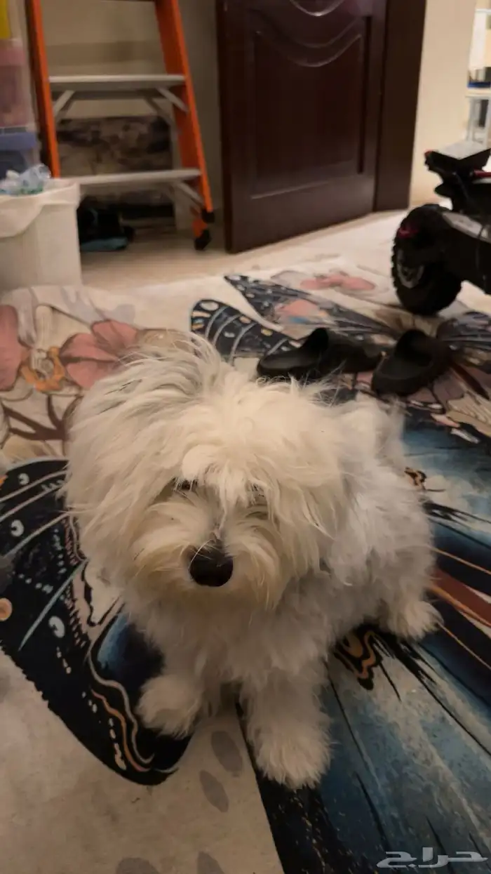 كلب ذكر شيواوا العمر 9 شهور على السوم 2