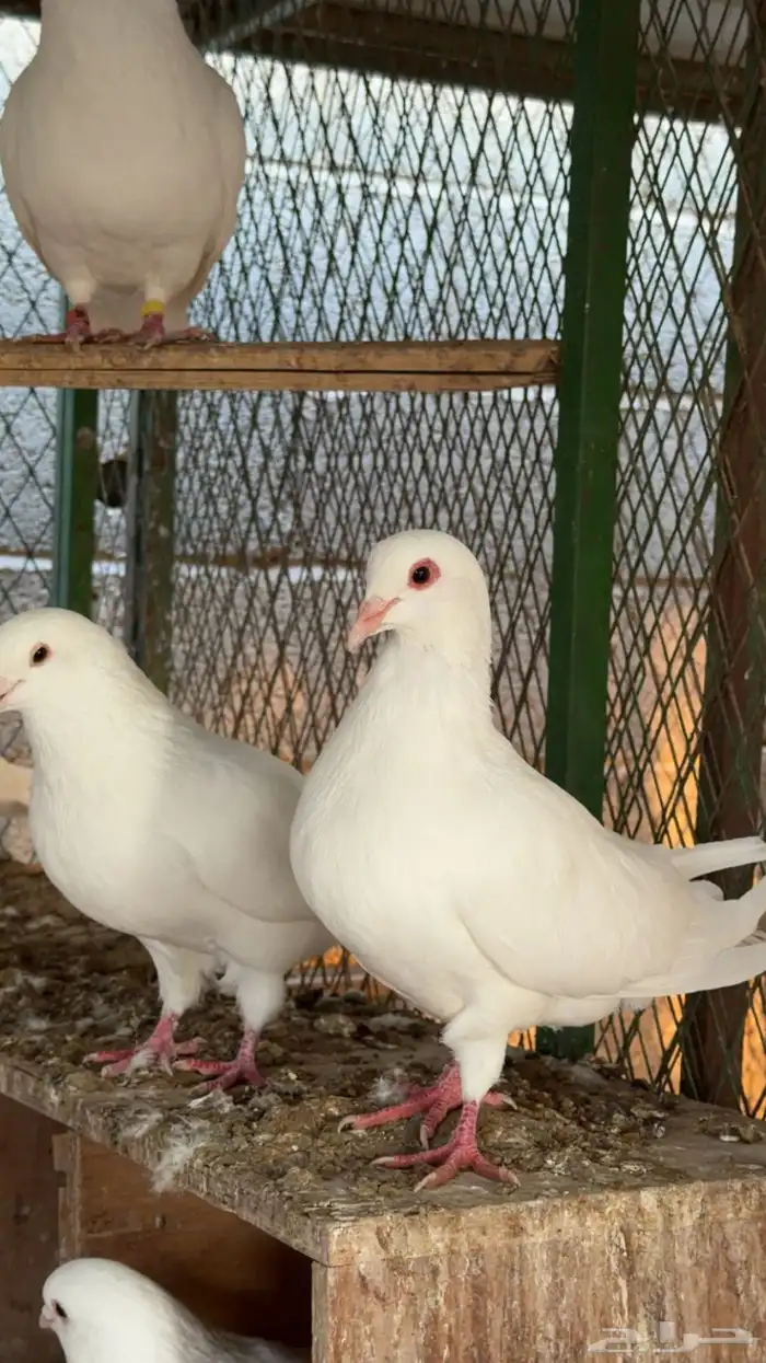 حمام لاحم فرنسي سوبر جامبو وجامبو 7