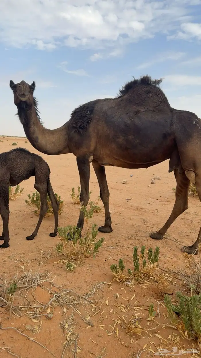 خلفه مصغر ديس فاخر وحليب طيب 1