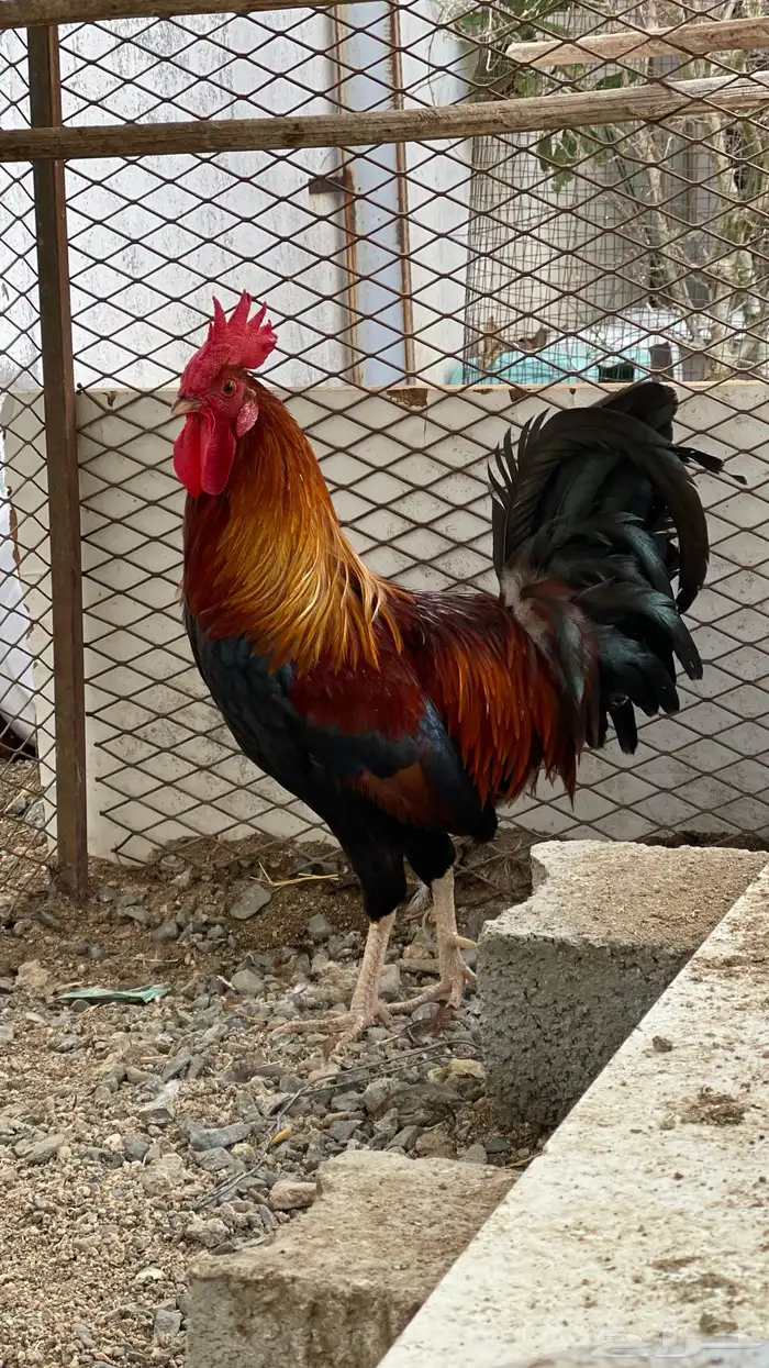 ديك فري سيافي التفاصيل في اعلاني السابق يوجد ديوك غيره 6