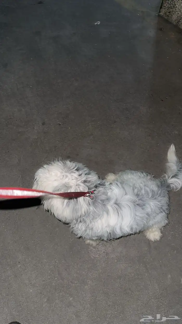 كلب ذكر شيواوا العمر 9 شهور على السوم 0