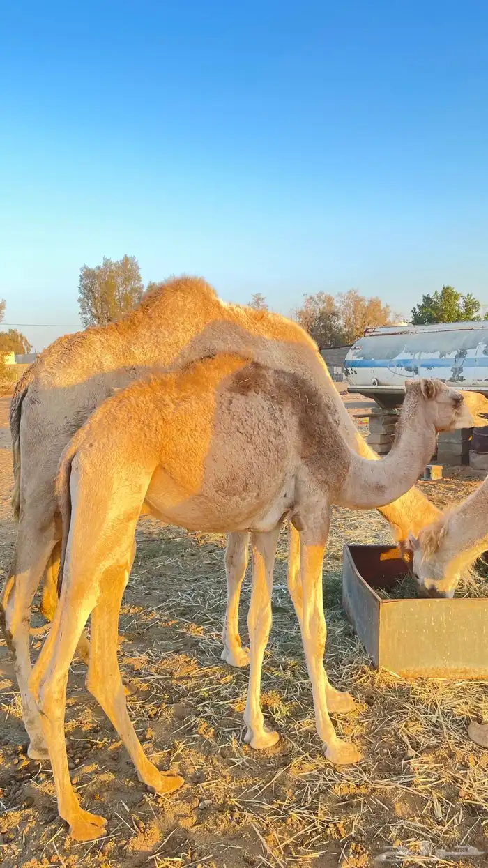 قعود للبيع 0