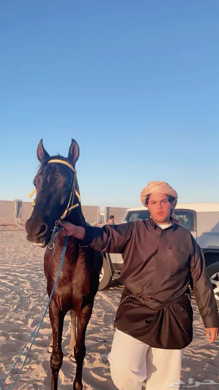 فرس  شعبية للبيع 9