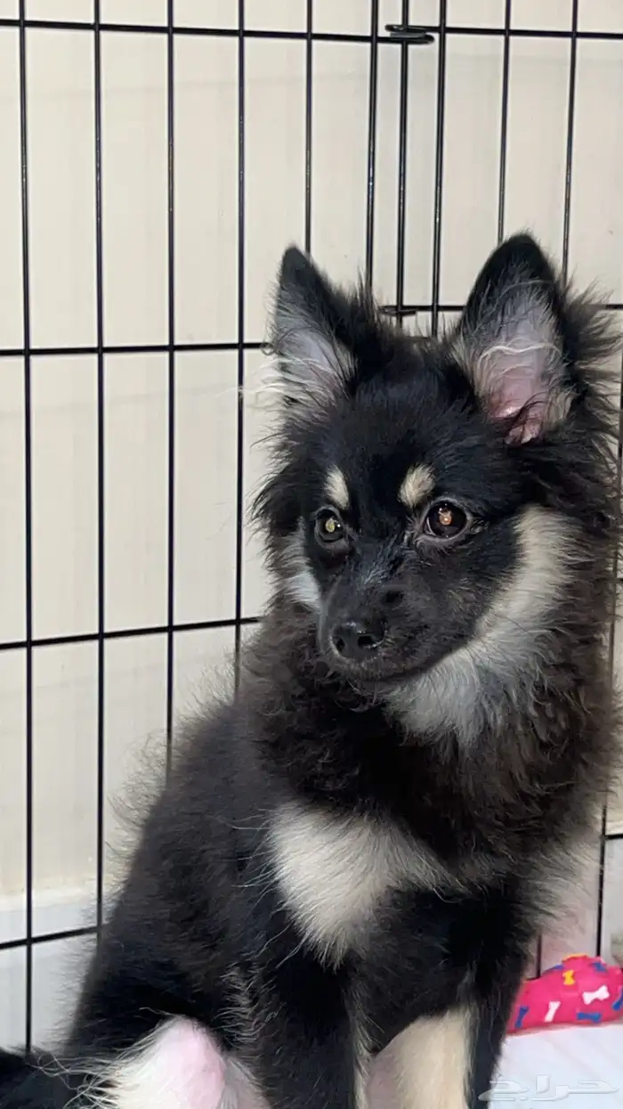 كلب بومريننيان ذكر العمر 5 شهور 0