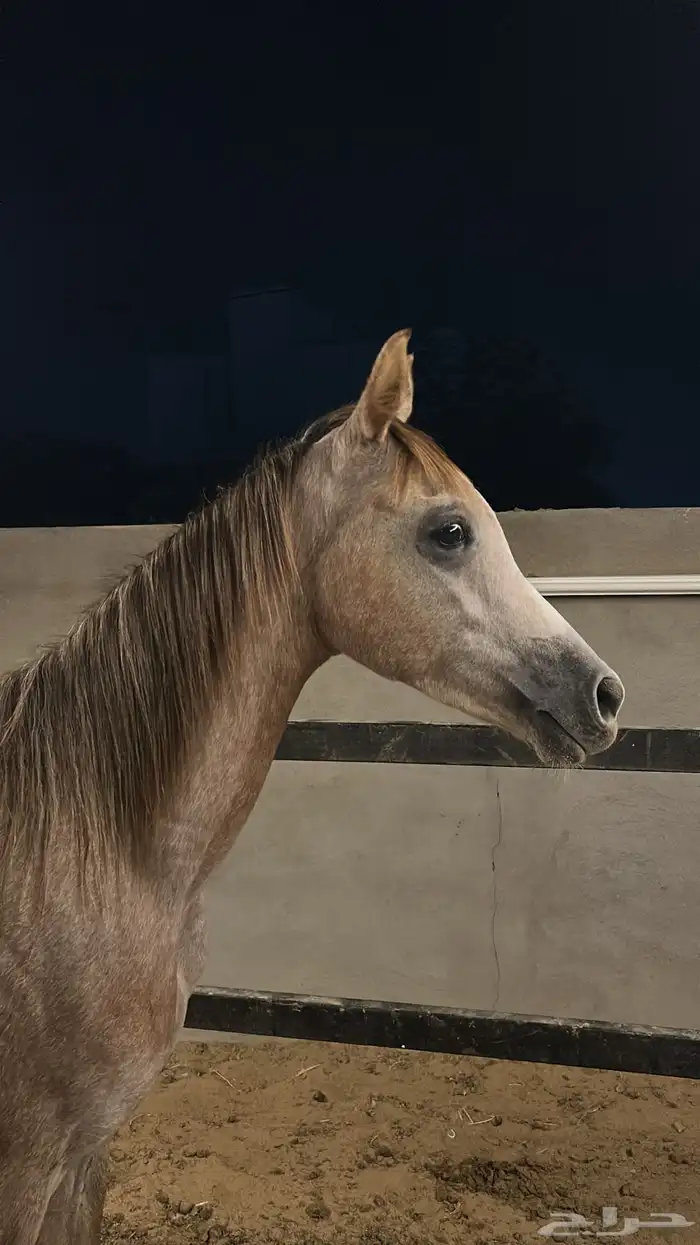 مهر عربي اصيل للبيع شعبي برفق صور ورق الام والاب في صورة 0