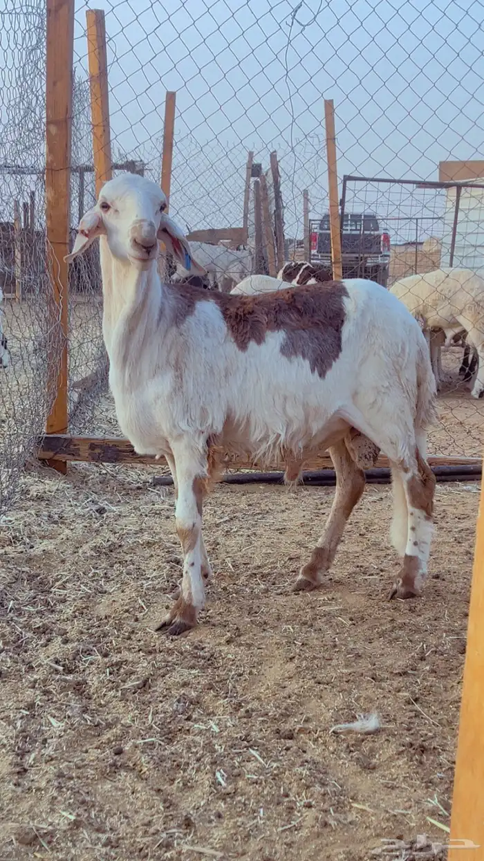 طليان سواكن فل شحم مرابي 4 شهور 3