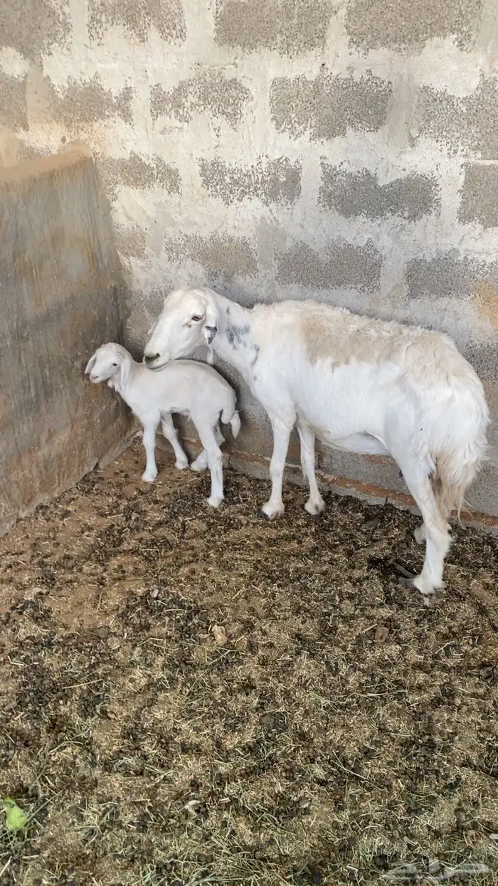 شاه طيبه تحتها خاروف الصحه ممتازه 0