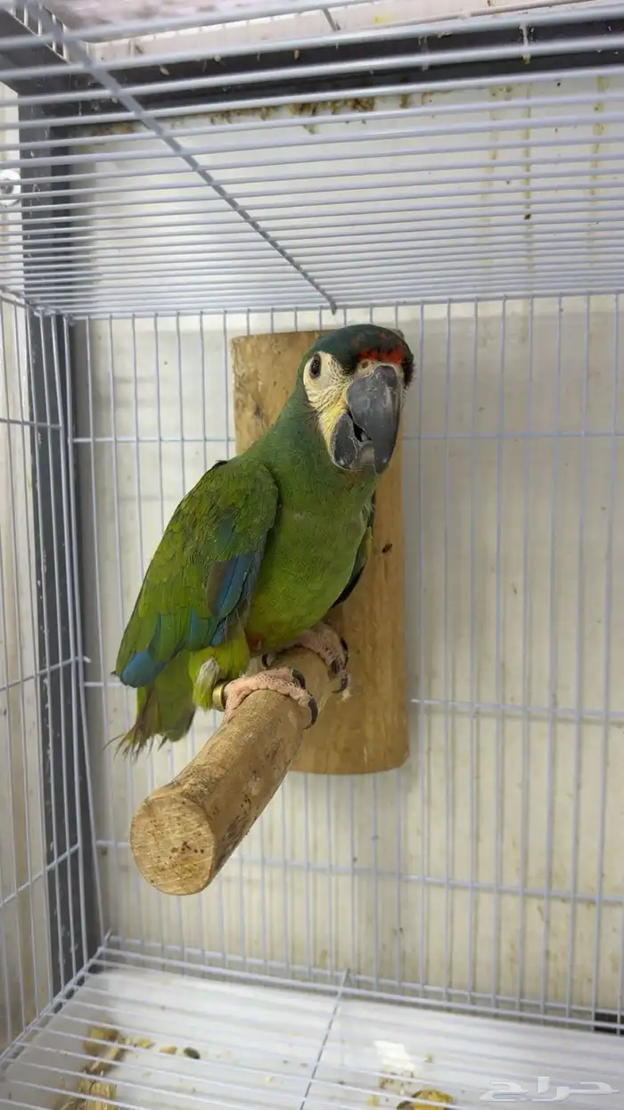 فرخ ميني مكاو 1