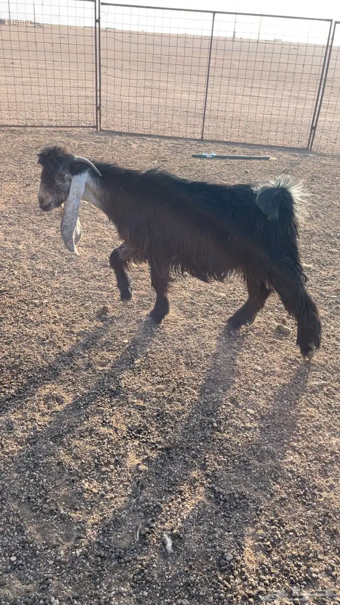 فحل عارضي مشروط 3