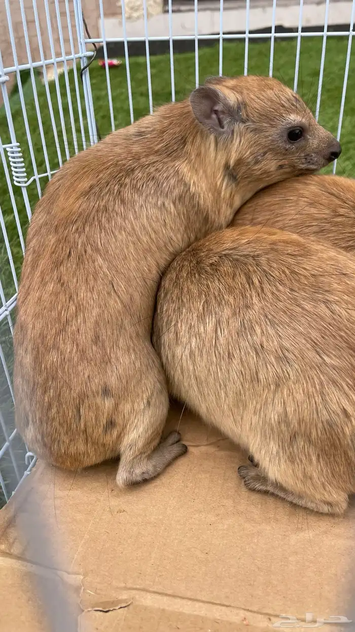 وبران برية نجدية 1