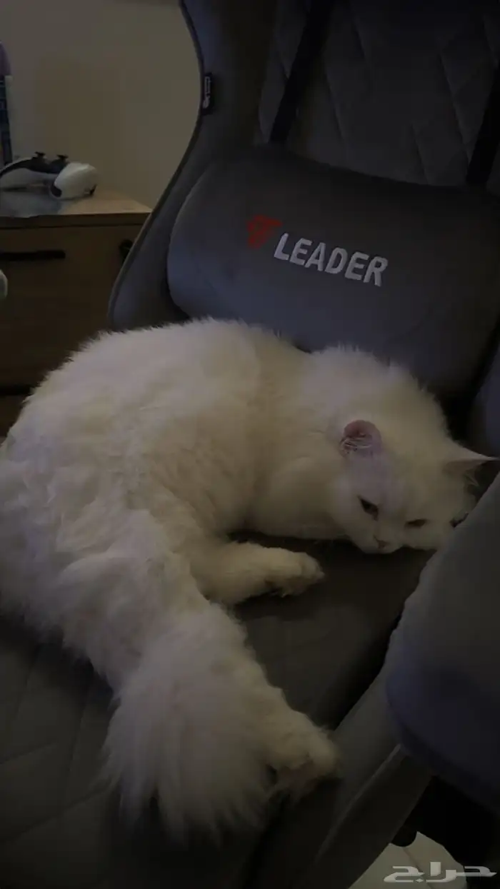 قط شيرازي تركي ذكر للبيع معا اغراضه كامله 5