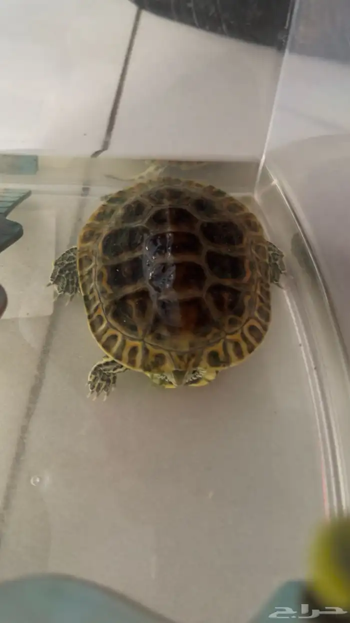 سلحفاة برمائية 0