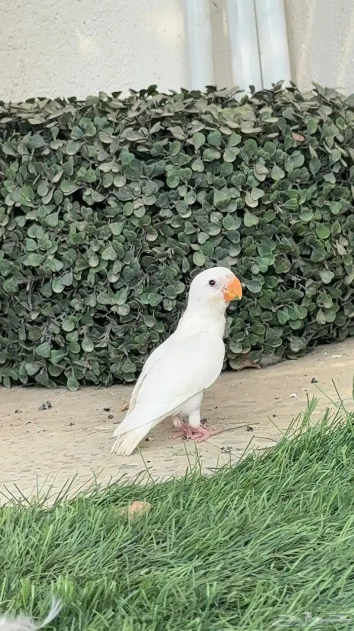 بغبغاء روز البينو هدد داخلي 1