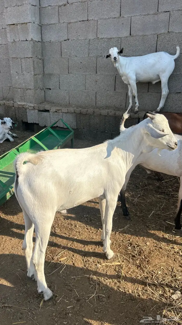 تيوس على 700 ريال 4