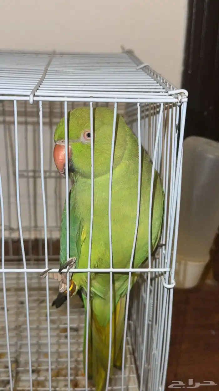 دره هندي للبيع 1