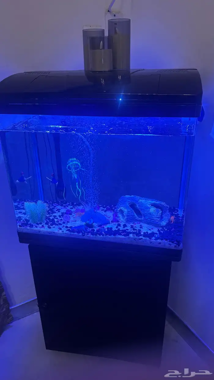 حوض سمك 2