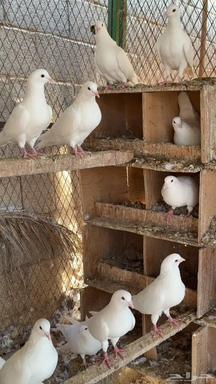 حمام لاحم فرنسي سوبر جامبو وجامبو 2