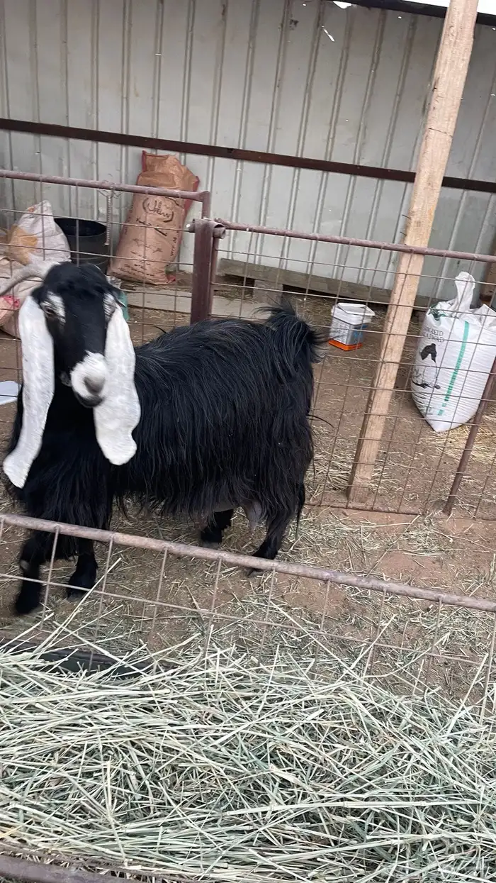 معزاء خلفات ودفيع 2