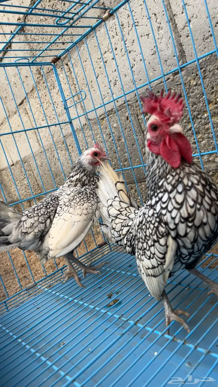 دجاج سبرايت قزم 0