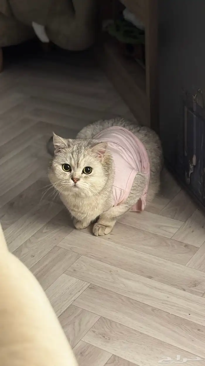 تزاوج سكوتش 2