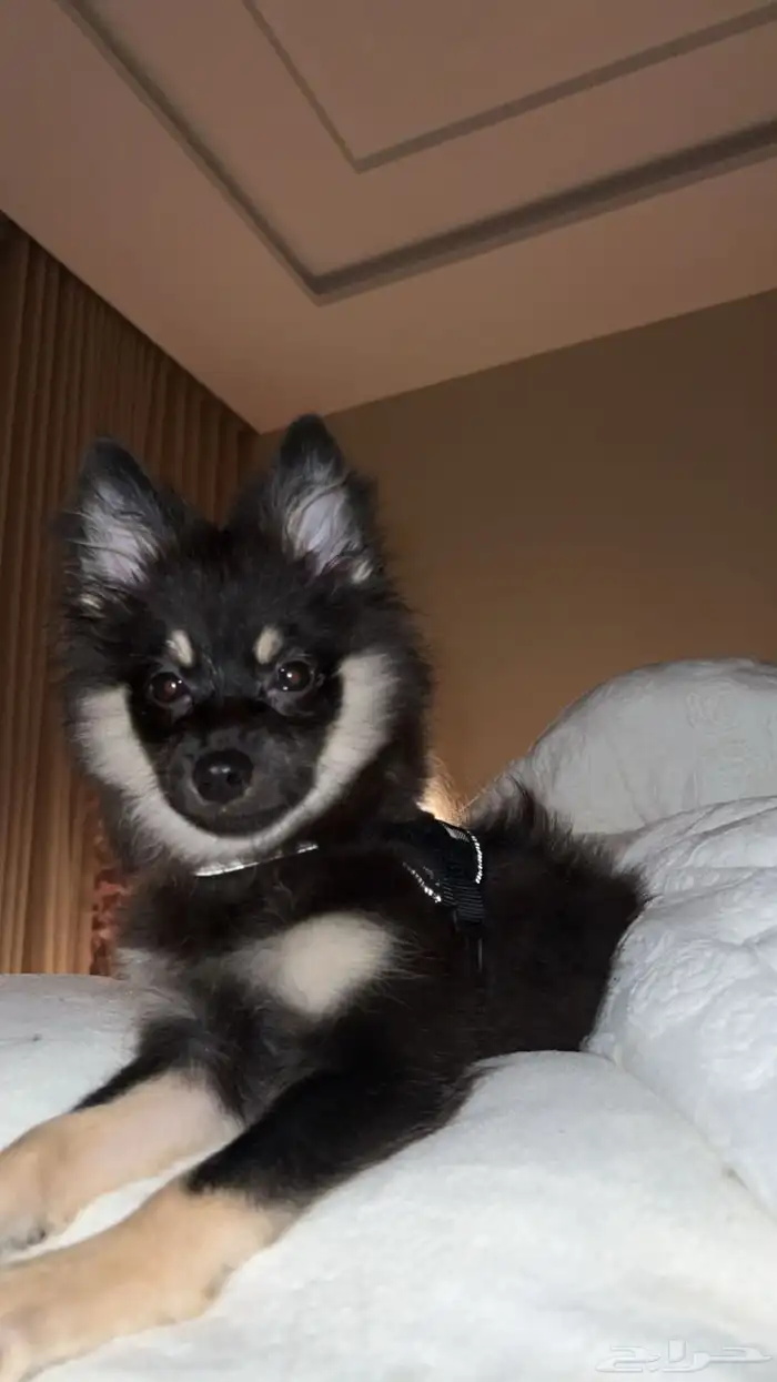 كلب بومرينيان 6